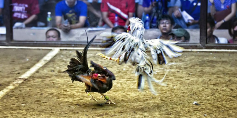 Mẹo chơi đá gà bằng cách nghiên cứu phong độ gà