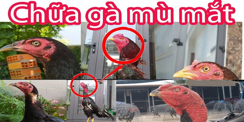 Cách chữa gà bị đá mù mắt