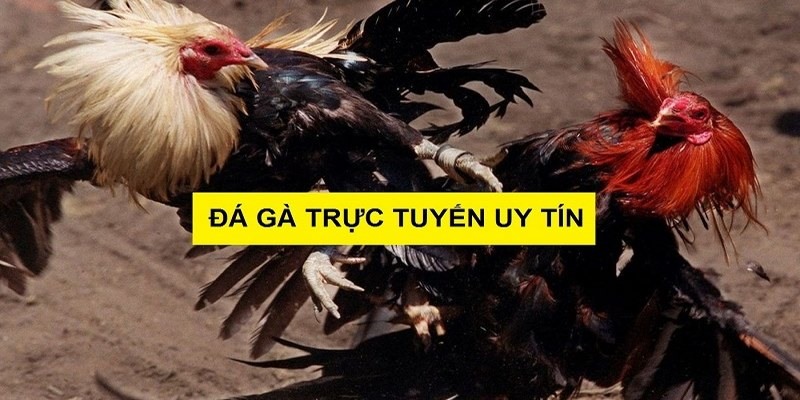 đá gà trực tiếp Daga666