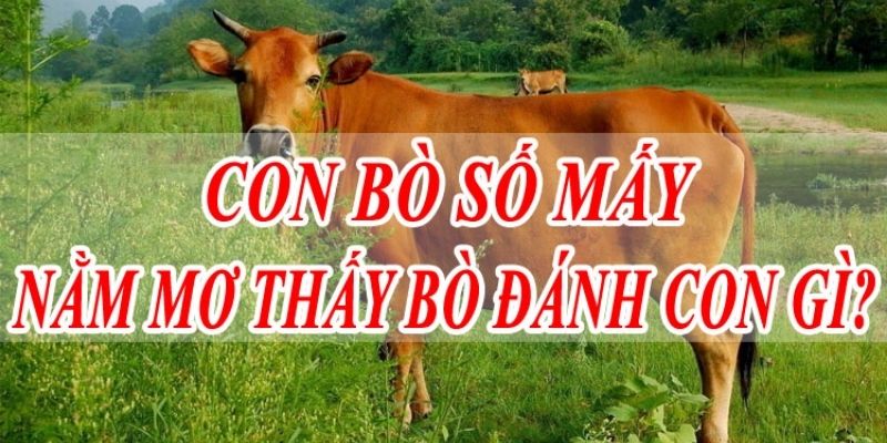 Những con số may mắn liên quan về giấc mơ thấy bò (Nguồn: Internet).