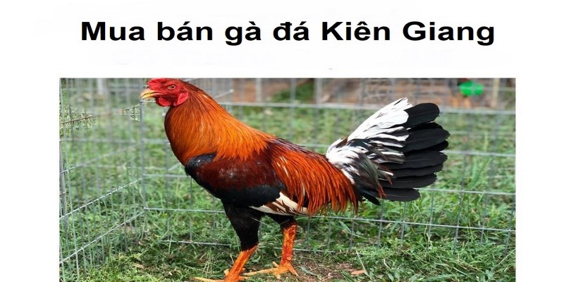 Mua bán gà đá Kiên Giang