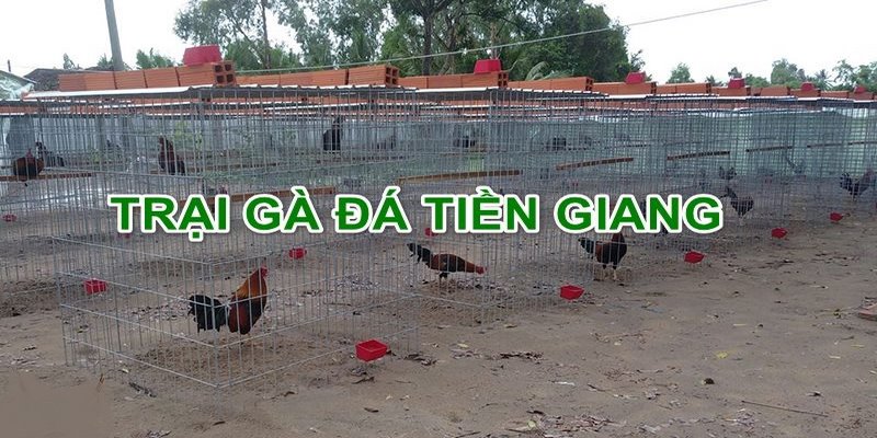 trại gà Phương Tiền Giang