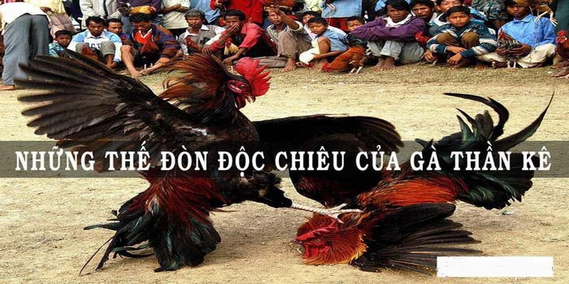 Xem Đá Gà Đòn Những Đòn Chết Gà